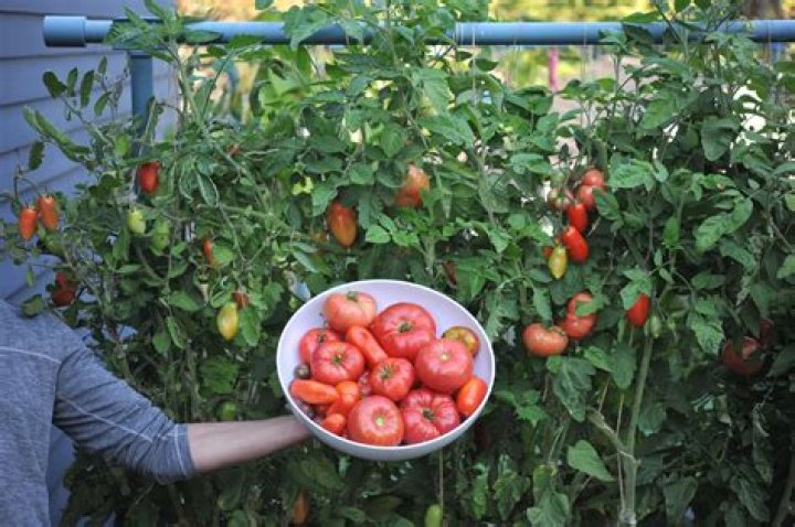 When should you transplant tomatoes