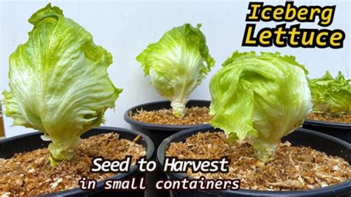 When was iceberg lettuce invented