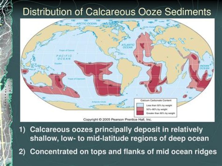 Where are calcareous oozes found