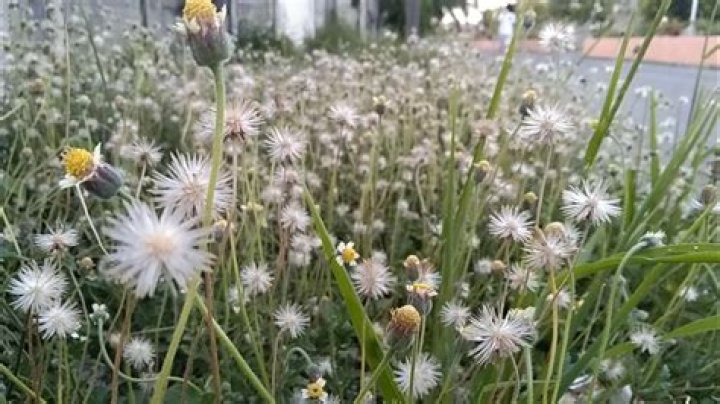 Where are dandelions native