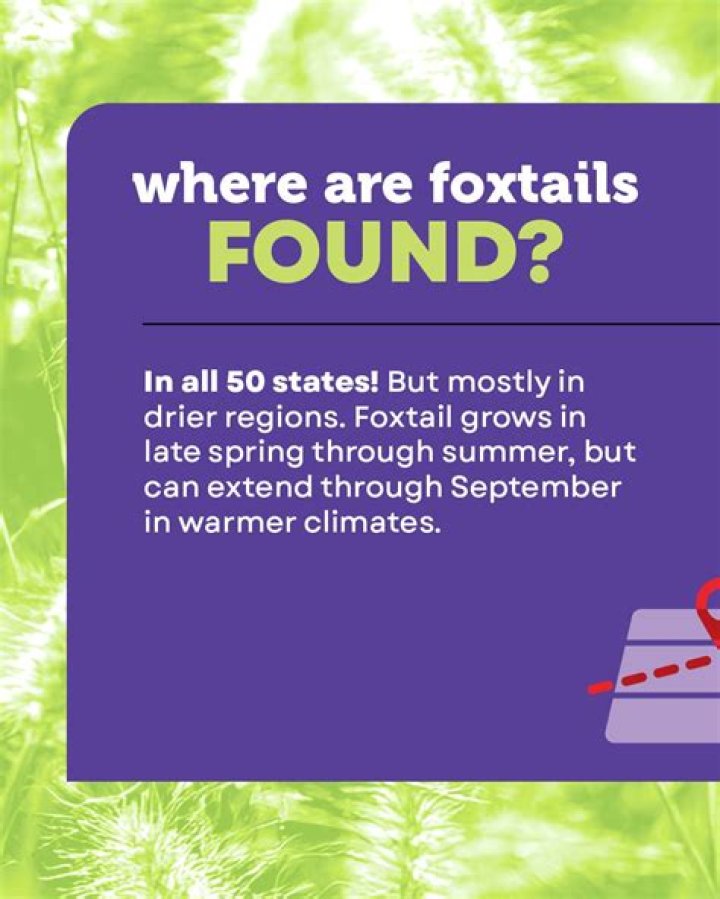 Where are foxtails found