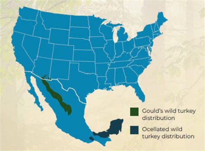 Where are ocellated turkeys found