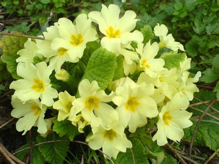 Where are primroses found