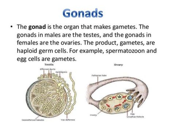 Where are the gonads located