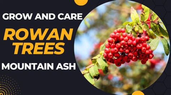 Where can I find a rowan tree