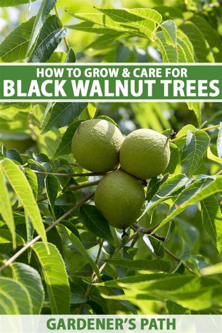 Where can I find black walnut trees