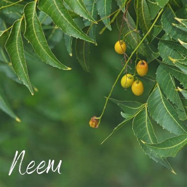 Where can I get a neem tree