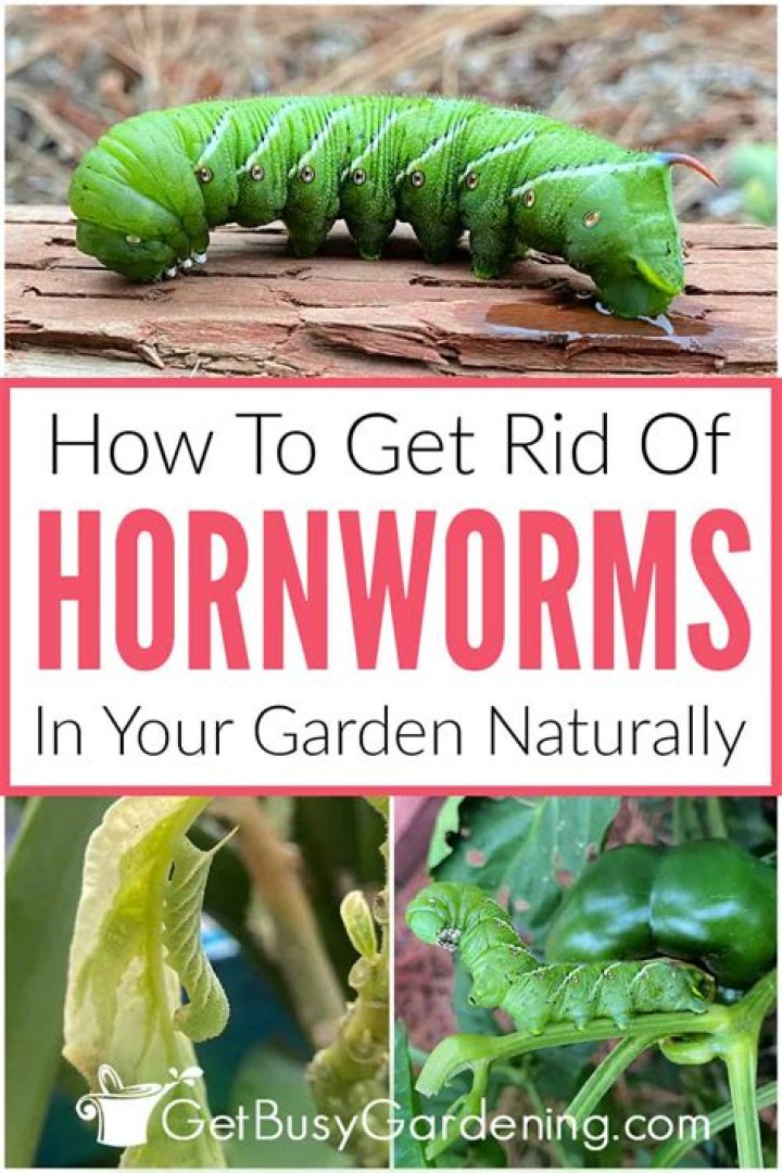 Where can you find hornworms