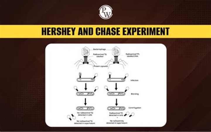 Where did the Hershey Chase experiment take place