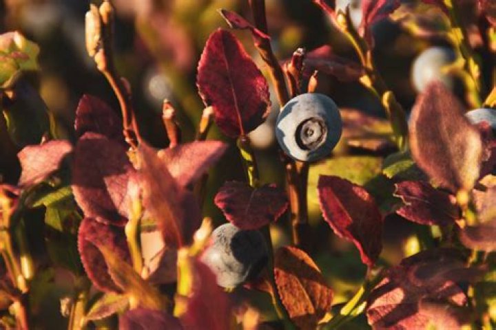 Where do bilberries come from