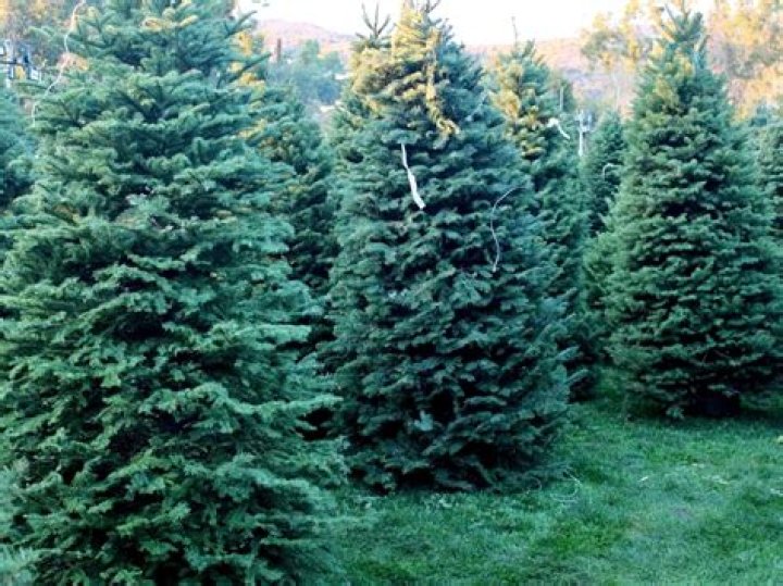 Where do Christmas trees grow naturally