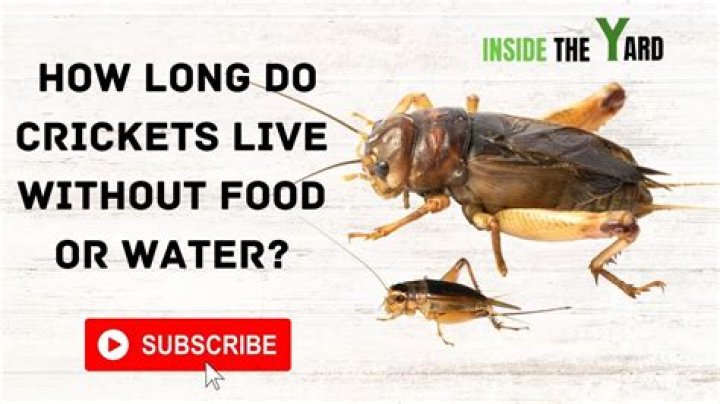 Where do crickets live in a house