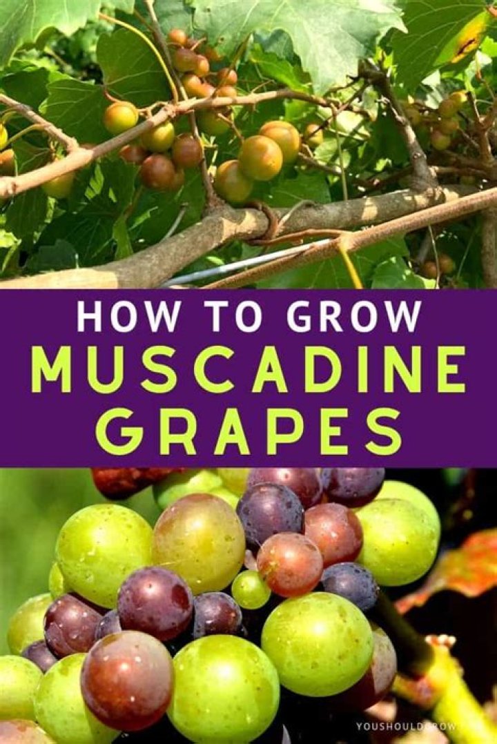 Where do muscadine grapes grow