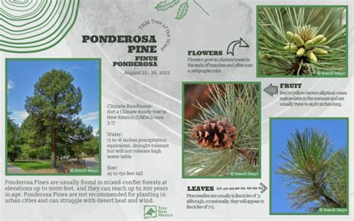 Where do ponderosa pine trees grow