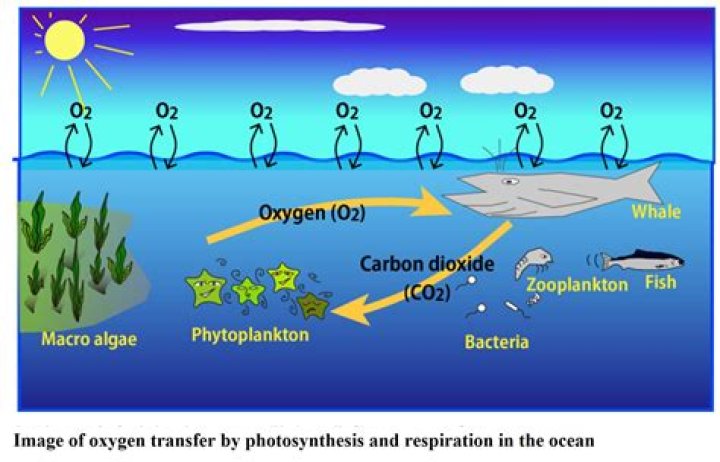 Where does carbon dioxide and water enter a leaf