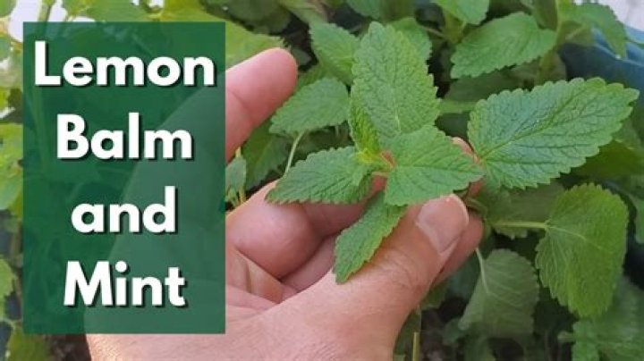 Where does lemon balm grow best