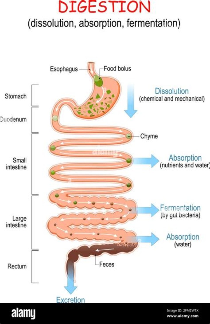Where does most of the chemical digestion and absorption of nutrients occur in the digestive system