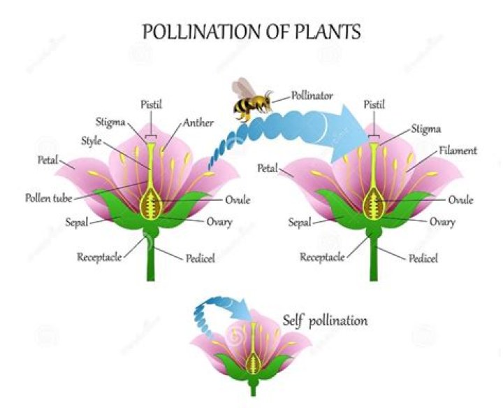 Where does pollination occur in angiosperms