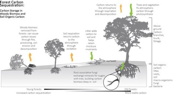 Where does the carbon go when the tree dies