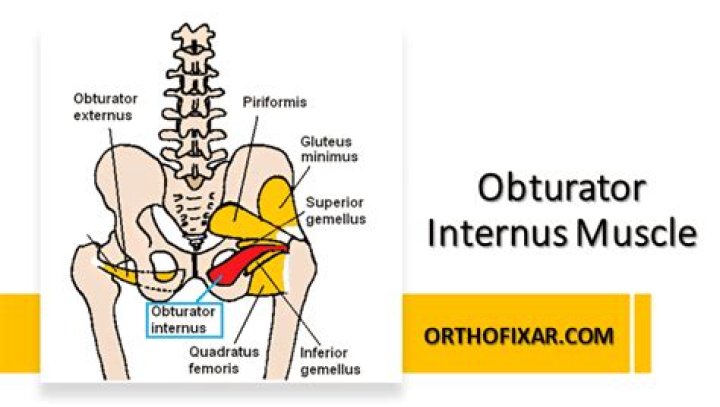 Where does the obturator internus muscle originate