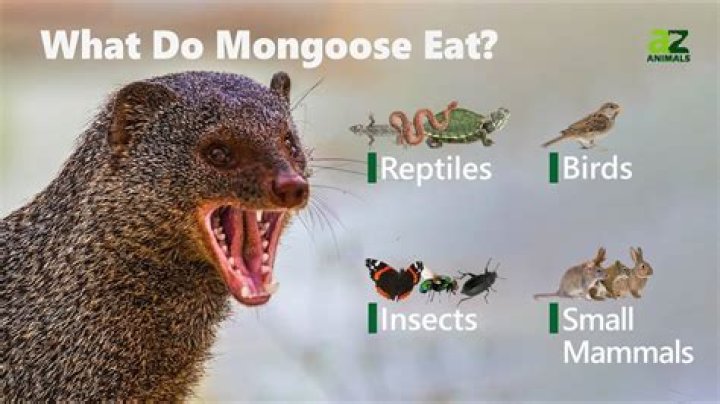 Where does the ring tailed mongoose live