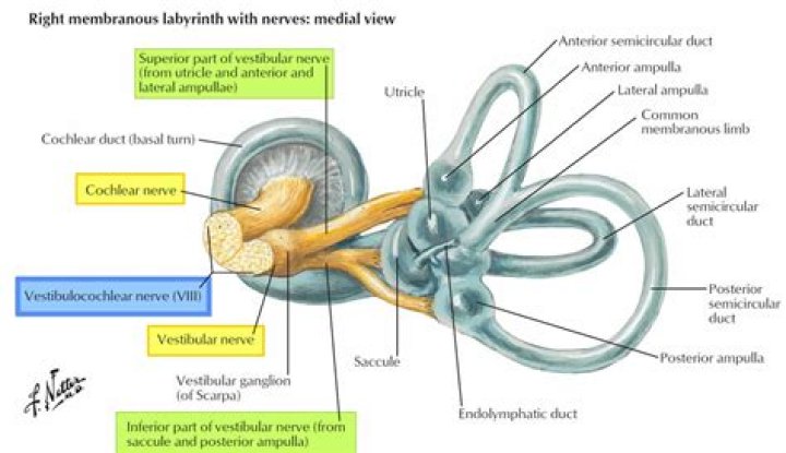 Where does the Vestibulocochlear nerve originate