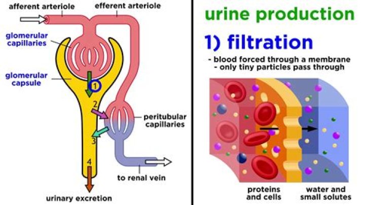 Where does urine production take place