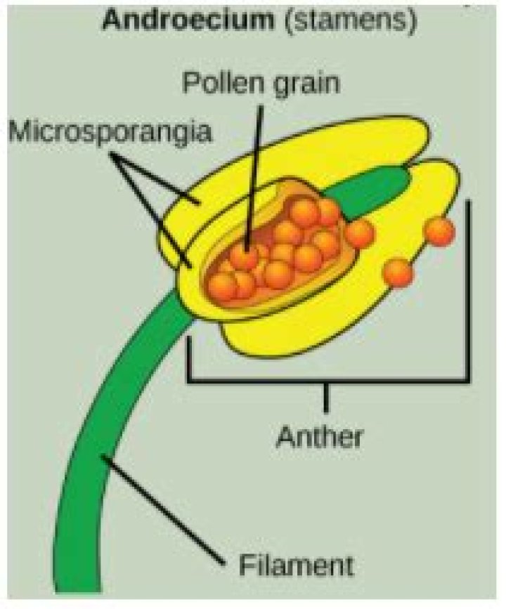 Where is anther located and what is its function