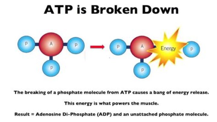 Where is ATP broken down