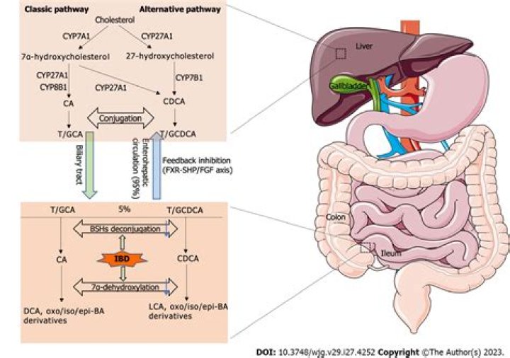 Where is CDCA accepted