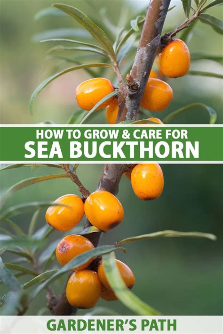 Where is sea buckthorn grow