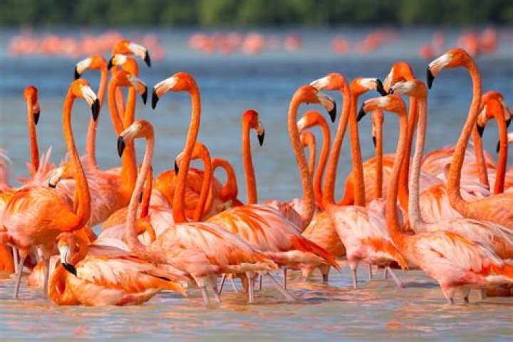 Where is the highest flamingo colony in the world