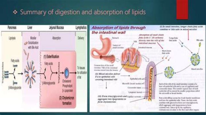 Where is the major site of lipid digestion and absorption