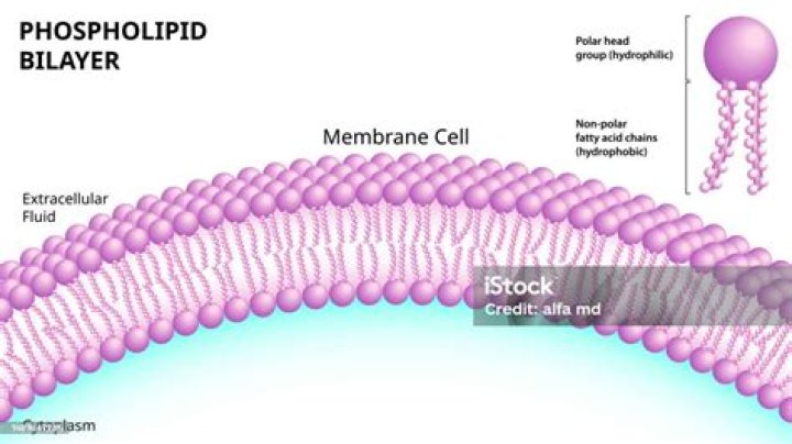 Where is the phospholipid bilayer