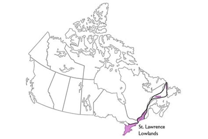 Where is the St Lawrence Lowlands located