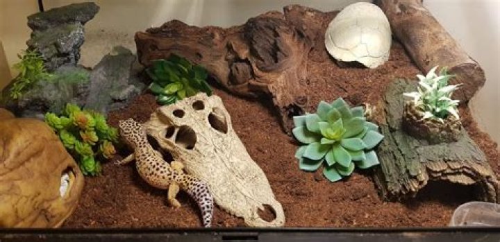 Where should I place a terrarium in my house