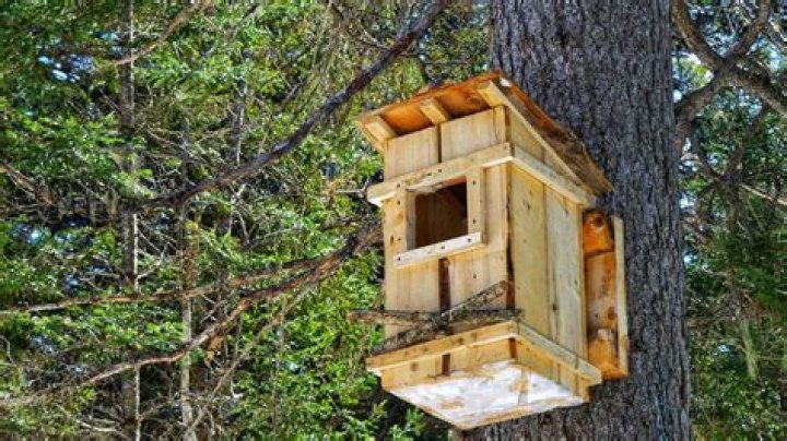 Where should I put my owl box