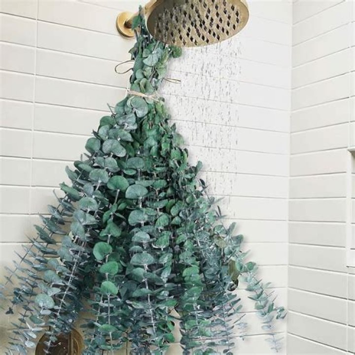 Where to buy fresh eucalyptus for shower
