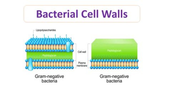 Which bacteria has a thicker cell wall
