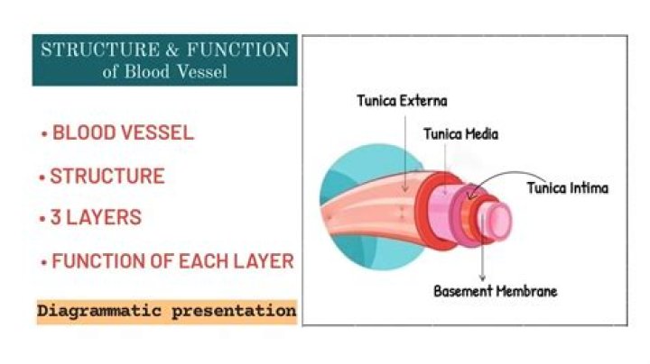 Which blood vessel has a thicker tunica media
