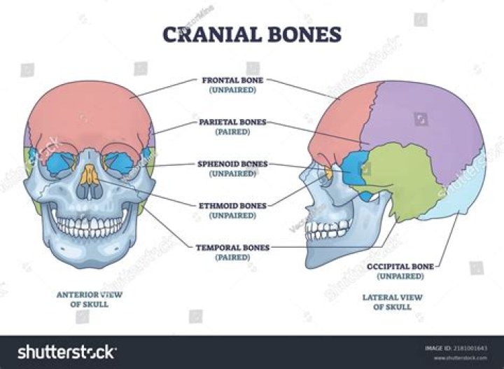 Which bone is not a paired bone of the skull