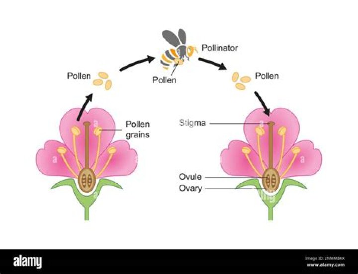 Which comes first pollination or fertilization
