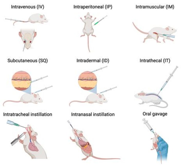 Which CPT code is reported for the intraperitoneal component of a fast exam