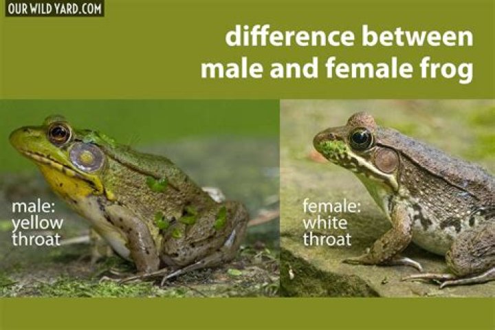 Which gland is same in male and female