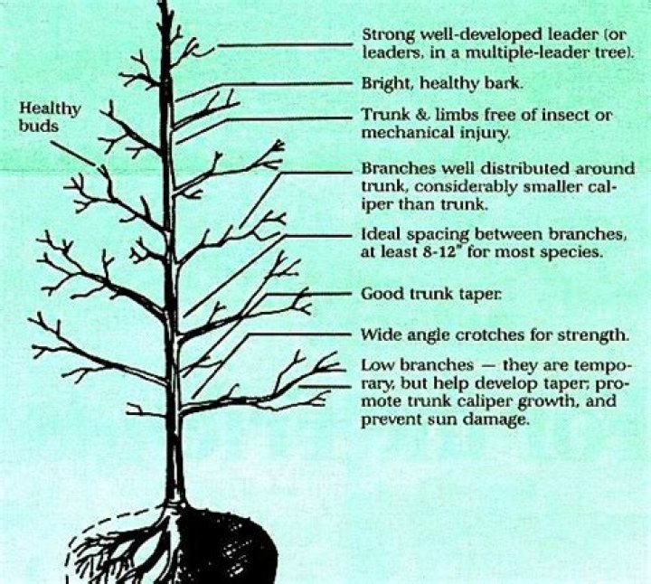 Which is bigger a limb or a branch