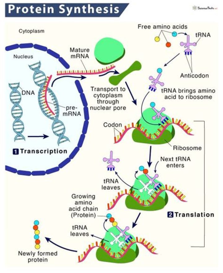Which molecules are involved in protein synthesis