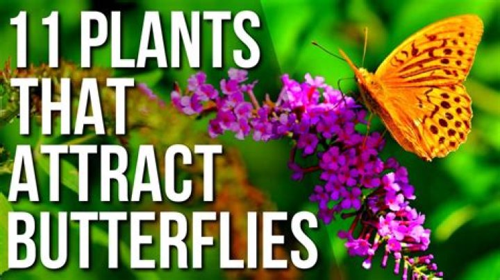 Which plants attract bees and butterflies