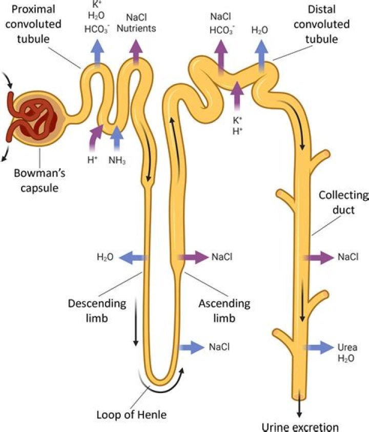 Which section of the kidney is urine formed