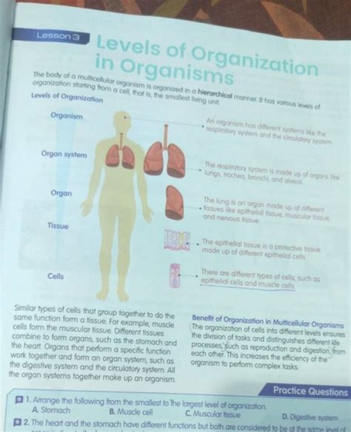 Which three levels of organization in the human body are studied in gross anatomy