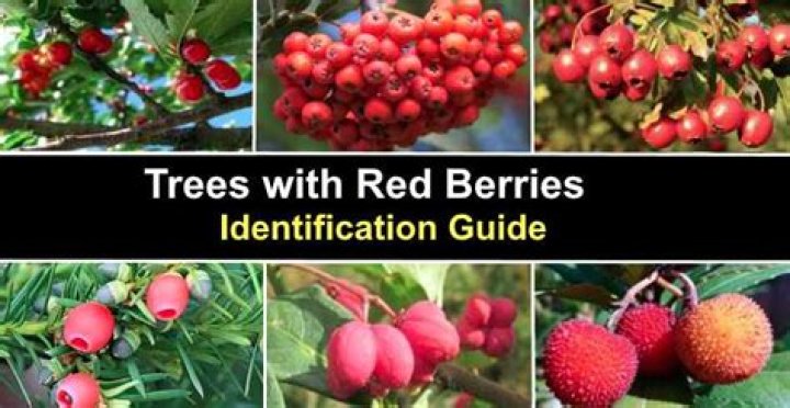 Which tree produces a delicious red fruit